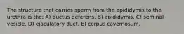 The structure that carries sperm from the epididymis to the urethra is the: A) ductus deferens. B) epididymis. C) seminal vesicle. D) ejaculatory duct. E) corpus cavernosum.