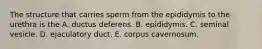 The structure that carries sperm from the epididymis to the urethra is the A. ductus deferens. B. epididymis. C. seminal vesicle. D. ejaculatory duct. E. corpus cavernosum.