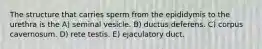 The structure that carries sperm from the epididymis to the urethra is the A) seminal vesicle. B) ductus deferens. C) corpus cavernosum. D) rete testis. E) ejaculatory duct.