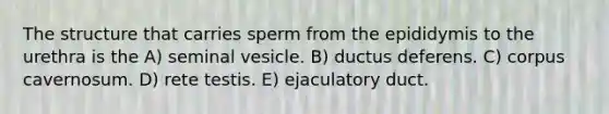 The structure that carries sperm from the epididymis to the urethra is the A) seminal vesicle. B) ductus deferens. C) corpus cavernosum. D) rete testis. E) ejaculatory duct.