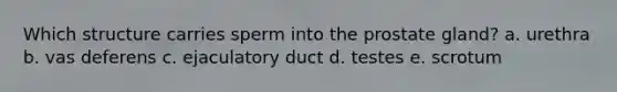 Which structure carries sperm into the prostate gland? a. urethra b. vas deferens c. ejaculatory duct d. testes e. scrotum