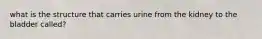 what is the structure that carries urine from the kidney to the bladder called?