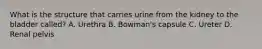 What is the structure that carries urine from the kidney to the bladder called? A. Urethra B. Bowman's capsule C. Ureter D. Renal pelvis