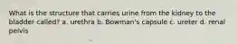 What is the structure that carries urine from the kidney to the bladder called? a. urethra b. Bowman's capsule c. ureter d. renal pelvis