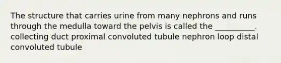 The structure that carries urine from many nephrons and runs through the medulla toward the pelvis is called the __________. collecting duct proximal convoluted tubule nephron loop distal convoluted tubule