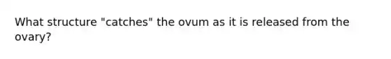 What structure "catches" the ovum as it is released from the ovary?