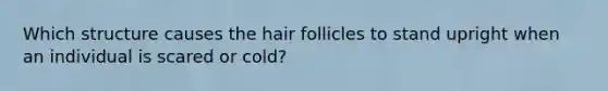 Which structure causes the hair follicles to stand upright when an individual is scared or cold?