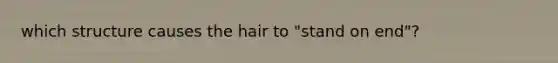 which structure causes the hair to "stand on end"?