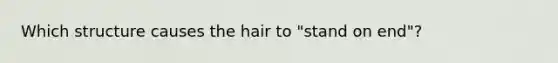 Which structure causes the hair to "stand on end"?