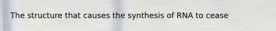 The structure that causes the synthesis of RNA to cease