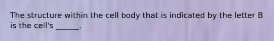 The structure within the cell body that is indicated by the letter B is the cell's ______.
