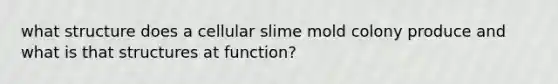 what structure does a cellular slime mold colony produce and what is that structures at function?