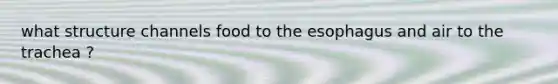 what structure channels food to <a href='https://www.questionai.com/knowledge/kSjVhaa9qF-the-esophagus' class='anchor-knowledge'>the esophagus</a> and air to the trachea ?