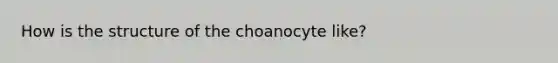 How is the structure of the choanocyte like?