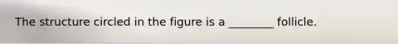 The structure circled in the figure is a ________ follicle.