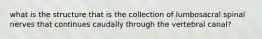 what is the structure that is the collection of lumbosacral spinal nerves that continues caudally through the vertebral canal?