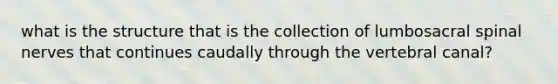 what is the structure that is the collection of lumbosacral spinal nerves that continues caudally through the vertebral canal?