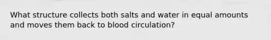 What structure collects both salts and water in equal amounts and moves them back to blood circulation?