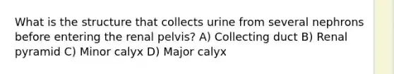 What is the structure that collects urine from several nephrons before entering the renal pelvis? A) Collecting duct B) Renal pyramid C) Minor calyx D) Major calyx