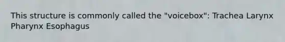This structure is commonly called the "voicebox": Trachea Larynx Pharynx Esophagus