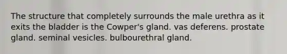 The structure that completely surrounds the male urethra as it exits the bladder is the Cowper's gland. vas deferens. prostate gland. seminal vesicles. bulbourethral gland.