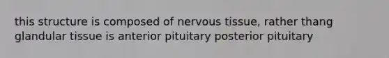 this structure is composed of nervous tissue, rather thang glandular tissue is anterior pituitary posterior pituitary