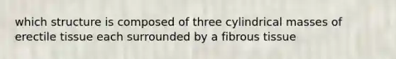 which structure is composed of three cylindrical masses of erectile tissue each surrounded by a fibrous tissue