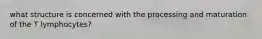 what structure is concerned with the processing and maturation of the T lymphocytes?