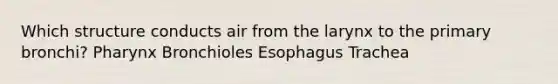 Which structure conducts air from the larynx to the primary bronchi? Pharynx Bronchioles Esophagus Trachea