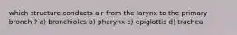 which structure conducts air from the larynx to the primary bronchi? a) bronchioles b) pharynx c) epiglottis d) trachea