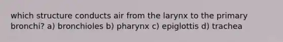 which structure conducts air from the larynx to the primary bronchi? a) bronchioles b) pharynx c) epiglottis d) trachea