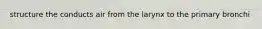structure the conducts air from the larynx to the primary bronchi