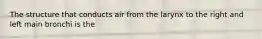 The structure that conducts air from the larynx to the right and left main bronchi is the