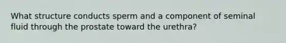 What structure conducts sperm and a component of seminal fluid through the prostate toward the urethra?