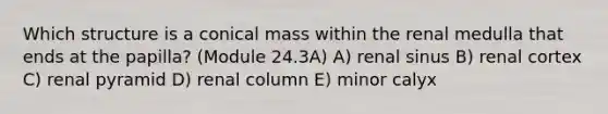 Which structure is a conical mass within the renal medulla that ends at the papilla? (Module 24.3A) A) renal sinus B) renal cortex C) renal pyramid D) renal column E) minor calyx