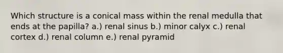 Which structure is a conical mass within the renal medulla that ends at the papilla? a.) renal sinus b.) minor calyx c.) renal cortex d.) renal column e.) renal pyramid