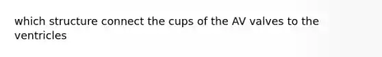 which structure connect the cups of the AV valves to the ventricles