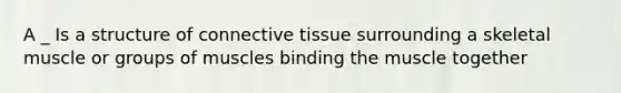 A _ Is a structure of connective tissue surrounding a skeletal muscle or groups of muscles binding the muscle together