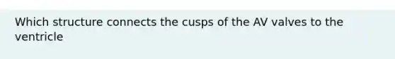 Which structure connects the cusps of the AV valves to the ventricle