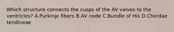 Which structure connects the cusps of the AV valves to the ventricles? A.Purkinje fibers B.AV node C.Bundle of His D.Chordae tendineae