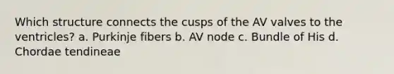 Which structure connects the cusps of the AV valves to the ventricles? a. Purkinje fibers b. AV node c. Bundle of His d. Chordae tendineae