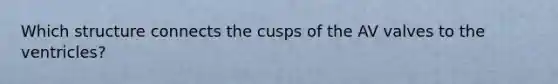 Which structure connects the cusps of the AV valves to the ventricles?