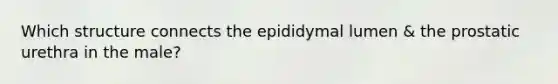 Which structure connects the epididymal lumen & the prostatic urethra in the male?