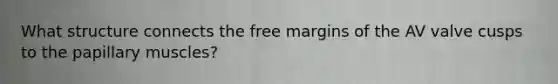 What structure connects the free margins of the AV valve cusps to the papillary muscles?