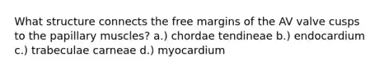 What structure connects the free margins of the AV valve cusps to the papillary muscles? a.) chordae tendineae b.) endocardium c.) trabeculae carneae d.) myocardium