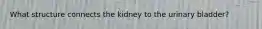 What structure connects the kidney to the urinary bladder?