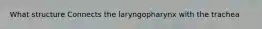 What structure Connects the laryngopharynx with the trachea