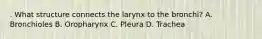 . What structure connects the larynx to the bronchi? A. Bronchioles B. Oropharynx C. Pleura D. Trachea