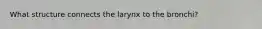 What structure connects the larynx to the bronchi?