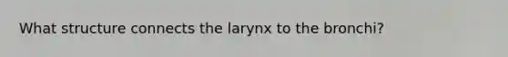 What structure connects the larynx to the bronchi?